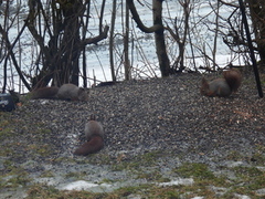 Eurasian Red Squirrel (Sciurus vulgaris)