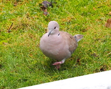 Eurasian Collared Dove (Streptopelia decaocto)