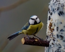 Blåmeis (Cyanistes caeruleus)