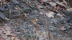 Kjernebiter (Coccothraustes coccothraustes)