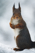 Eurasian Red Squirrel (Sciurus vulgaris)