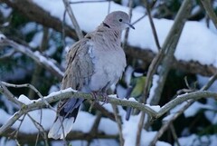 Eurasian Collared Dove (Streptopelia decaocto)