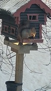 Eurasian Red Squirrel (Sciurus vulgaris)