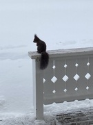 Eurasian Red Squirrel (Sciurus vulgaris)