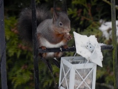 Eurasian Red Squirrel (Sciurus vulgaris)