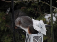 Eurasian Red Squirrel (Sciurus vulgaris)