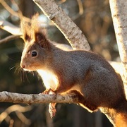 Eurasian Red Squirrel (Sciurus vulgaris)