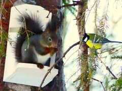 Eurasian Red Squirrel (Sciurus vulgaris)