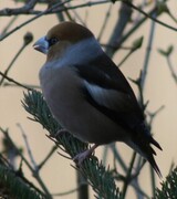 Kjernebiter (Coccothraustes coccothraustes)