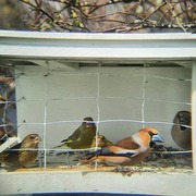 Kjernebiter (Coccothraustes coccothraustes)