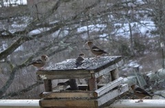 Kjernebiter (Coccothraustes coccothraustes)