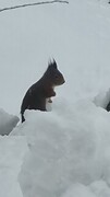 Eurasian Red Squirrel (Sciurus vulgaris)