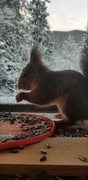 Eurasian Red Squirrel (Sciurus vulgaris)