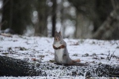 Eurasian Red Squirrel (Sciurus vulgaris)