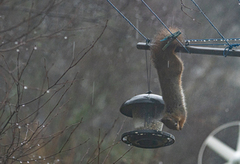 Eurasian Red Squirrel (Sciurus vulgaris)