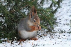 Eurasian Red Squirrel (Sciurus vulgaris)