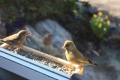 European Greenfinch (Carduelis chloris)