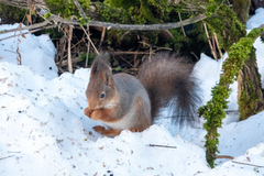 Eurasian Red Squirrel (Sciurus vulgaris)