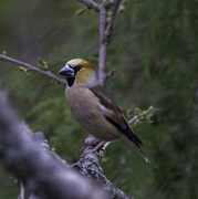 Kjernebiter (Coccothraustes coccothraustes)