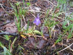 Pinguicula vulgaris