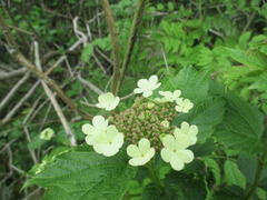 Guelder-rose (Viburnum opulus)