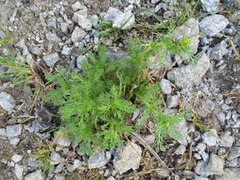 Pineappleweed (Matricaria matricarioides)