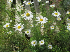 Balderbrå (Matricaria inodora)