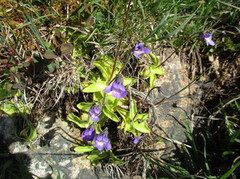 Tettegras (Pinguicula vulgaris)