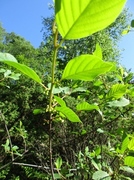 Alder Buckthorn (Frangula alnus)