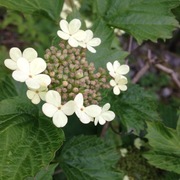 Guelder-rose (Viburnum opulus)