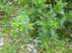 Pineappleweed (Matricaria matricarioides)