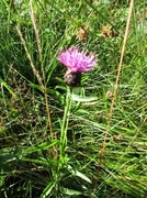 Centaurea