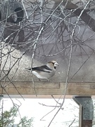 Kjernebiter (Coccothraustes coccothraustes)