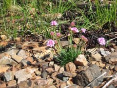 Thrift (Armeria maritima)