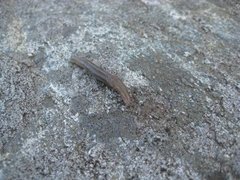 Tree Slug (Lehmannia marginata)