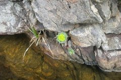 Rosenrot (Rhodiola rosea)