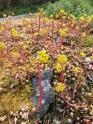 Sedum rupestre