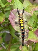 Orgyia antiqua (Høstbørstespinner)