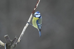 Blåmeis (Cyanistes caeruleus)