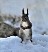 Eurasian Red Squirrel (Sciurus vulgaris)