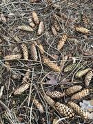 Sitka Spruce (Picea sitchensis)