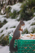 Eurasian Red Squirrel (Sciurus vulgaris)