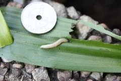 Worm Slug (Boettgerilla pallens)