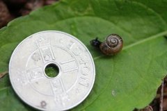 Copse Snail (Arianta arbustorum)