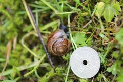 Copse Snail (Arianta arbustorum)