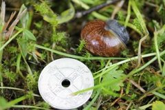 Copse Snail (Arianta arbustorum)