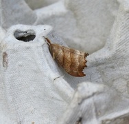 Falcaria lacertinaria (Scalloped Hook-tip)