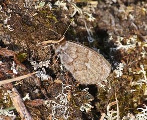 Erebia pandrose (Dewy Ringlet)