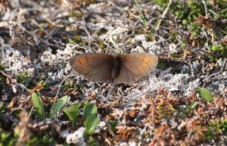 Erebia pandrose (Dewy Ringlet)