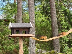 Eurasian Red Squirrel (Sciurus vulgaris)